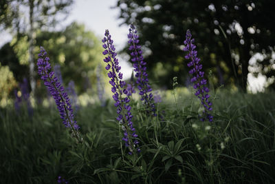 Close-up of purple flowering plants on field