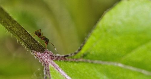 Close-up of insect