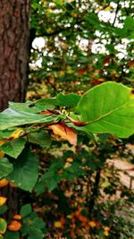 Close-up of insect on tree