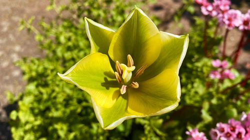 Close-up of flower blooming outdoors