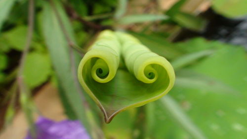 Close-up of green plant