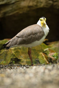 Masked lapwing standing on  path between plants. vanellus miles endangered species