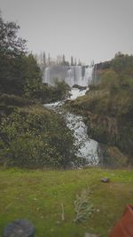 Plants growing in pond
