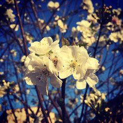 Close-up of white flowers