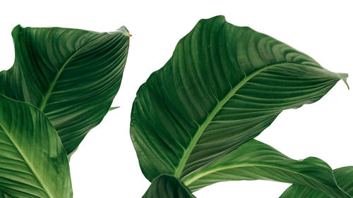 Low angle view of leaves against white background