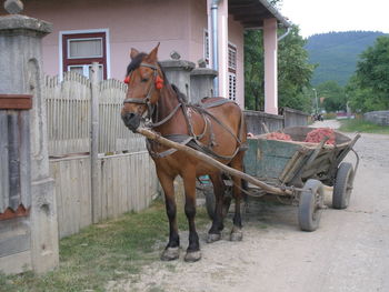 Close-up of horse