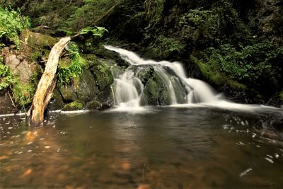 Scenic view of waterfall in forest