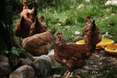 Chickens on field