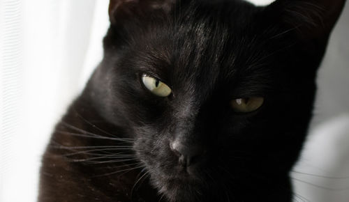 Close-up portrait of black cat