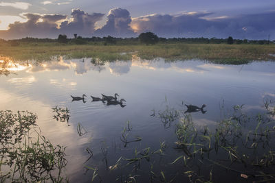 Birds swimming in lake against sky