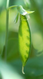 Close-up of flower