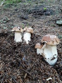 High angle view of mushroom growing on field