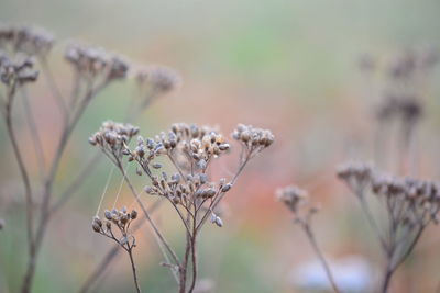 Close-up of wilted plant