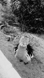 High angle view of eagle