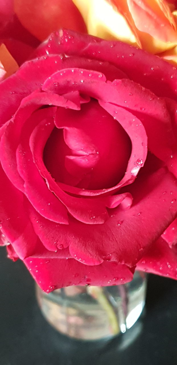 CLOSE-UP OF RAINDROPS ON PINK ROSE FLOWER