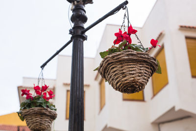 Low angle view of potted plant hanging on ceiling of building