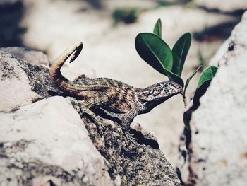 Close-up of lizard on rock