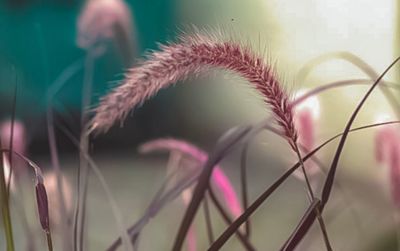 Close-up of pink flowering plants