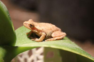 Close-up of lizard on plant