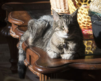 Cat sitting on chair at home