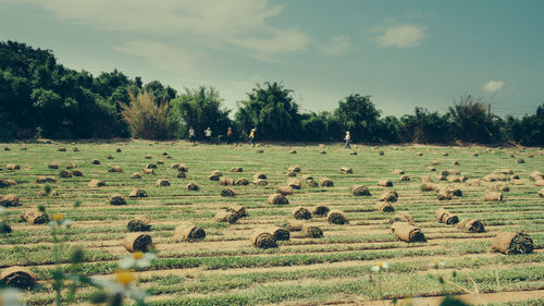 Flock of sheep grazing on field against sky