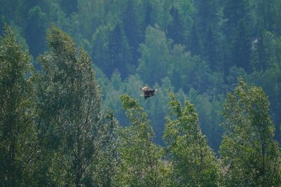 View of birds in forest