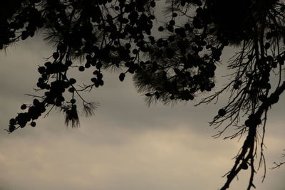 Low angle view of trees against sky