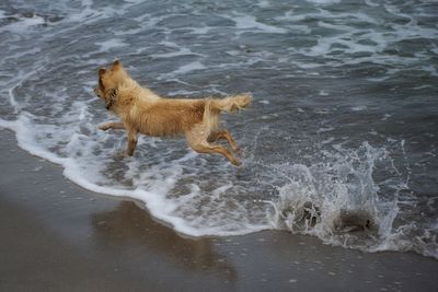 High angle view of dog in water