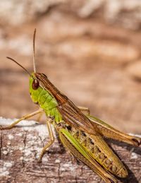 Close-up of insect on wood