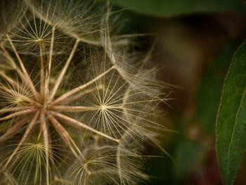 Close-up of dandelion on plant