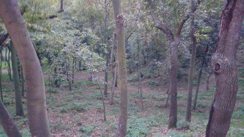 Trees in forest