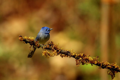 Close-up of bird perching on branch