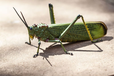 Close-up of insect on leaf