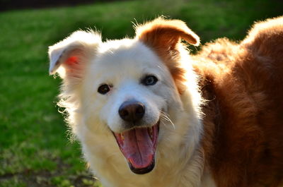 Close-up portrait of dog on field