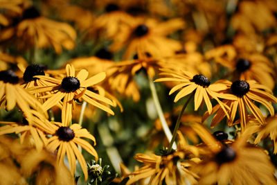 Close-up of yellow daisy flowers