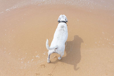 High angle view of dog standing on beach