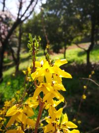 Close-up of yellow flowers blooming outdoors