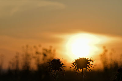 Silhouette plants on field against orange sky