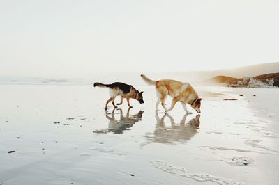 Dogs walking at beach against sky