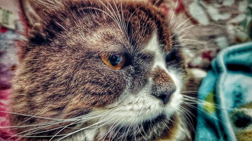 Close-up of a cat looking away