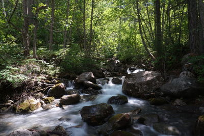 Stream flowing through rocks in forest