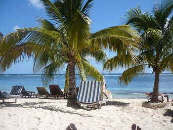 Palm trees on beach against sky