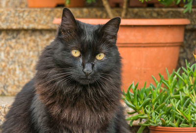 Close-up portrait of cat