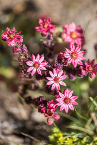 Close-up of pink flowering plants