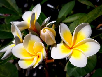 Close-up of white frangipani flowers