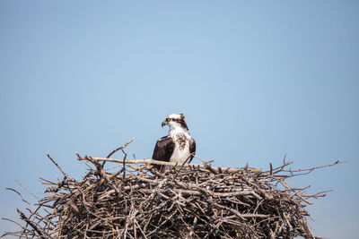 Low angle view of bird perching on nest