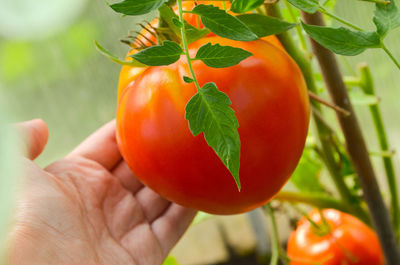 Close-up of hand holding apple