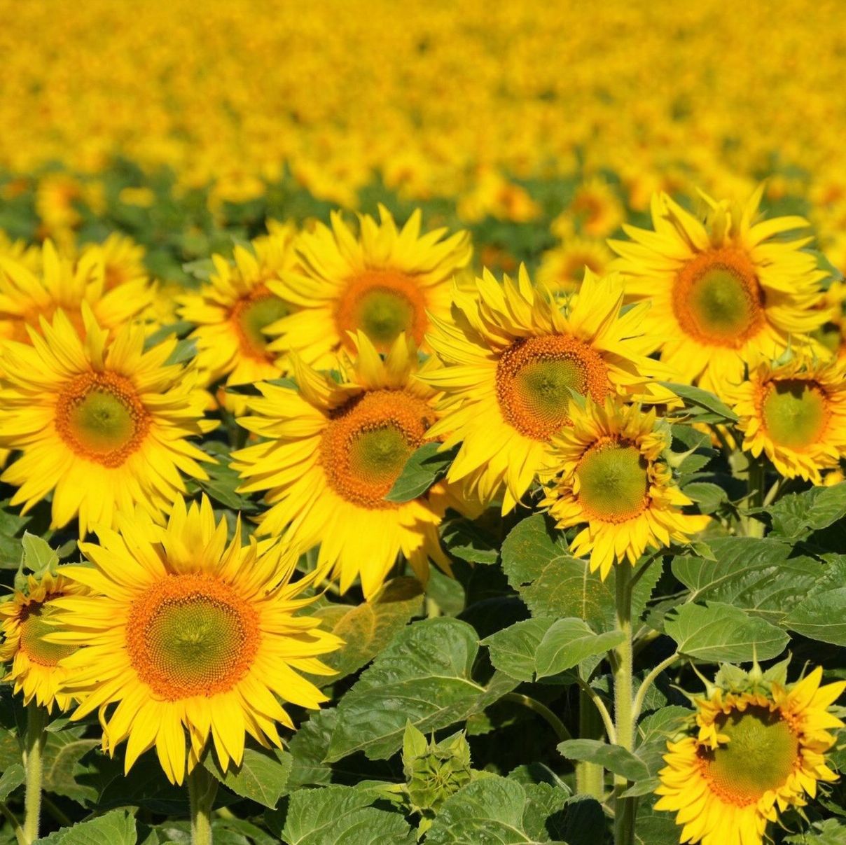 flower, yellow, freshness, petal, fragility, flower head, growth, beauty in nature, sunflower, blooming, nature, plant, in bloom, pollen, close-up, black-eyed susan, field, botany, high angle view, blossom