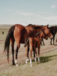 Brown horse and little foal standing in the green field