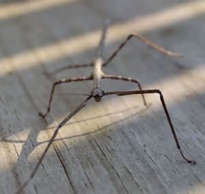 Close-up of spider on wood